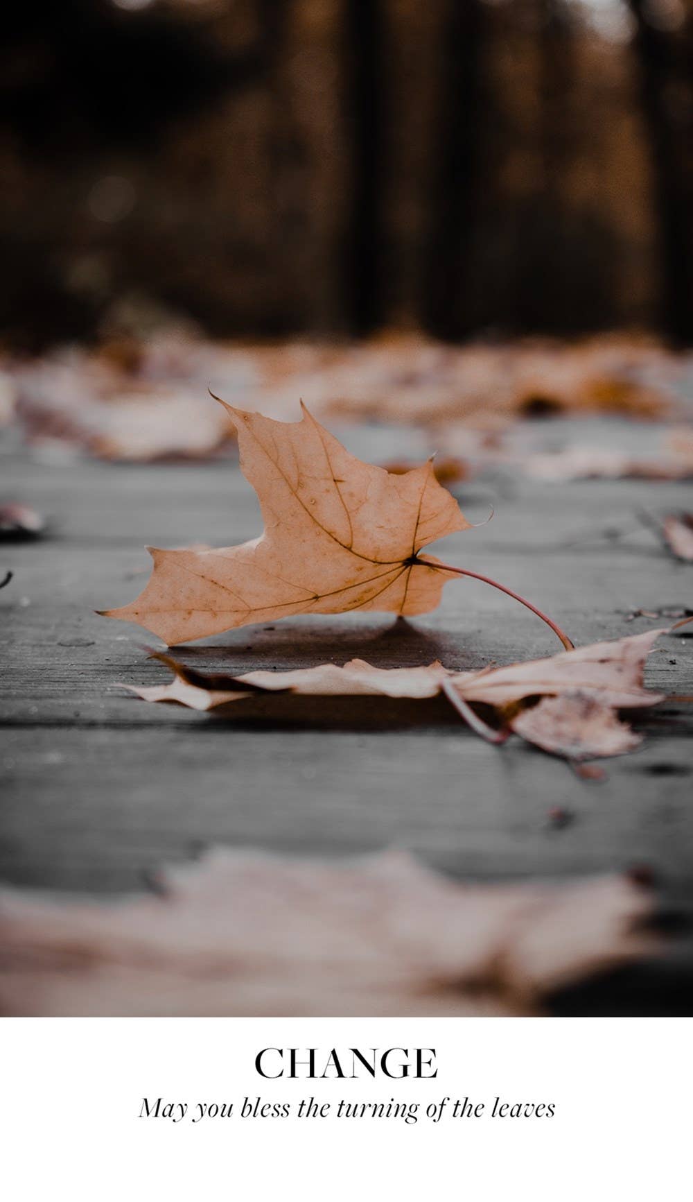 Earth Blessings Oracle Cards (48 Cards and Guidebook)