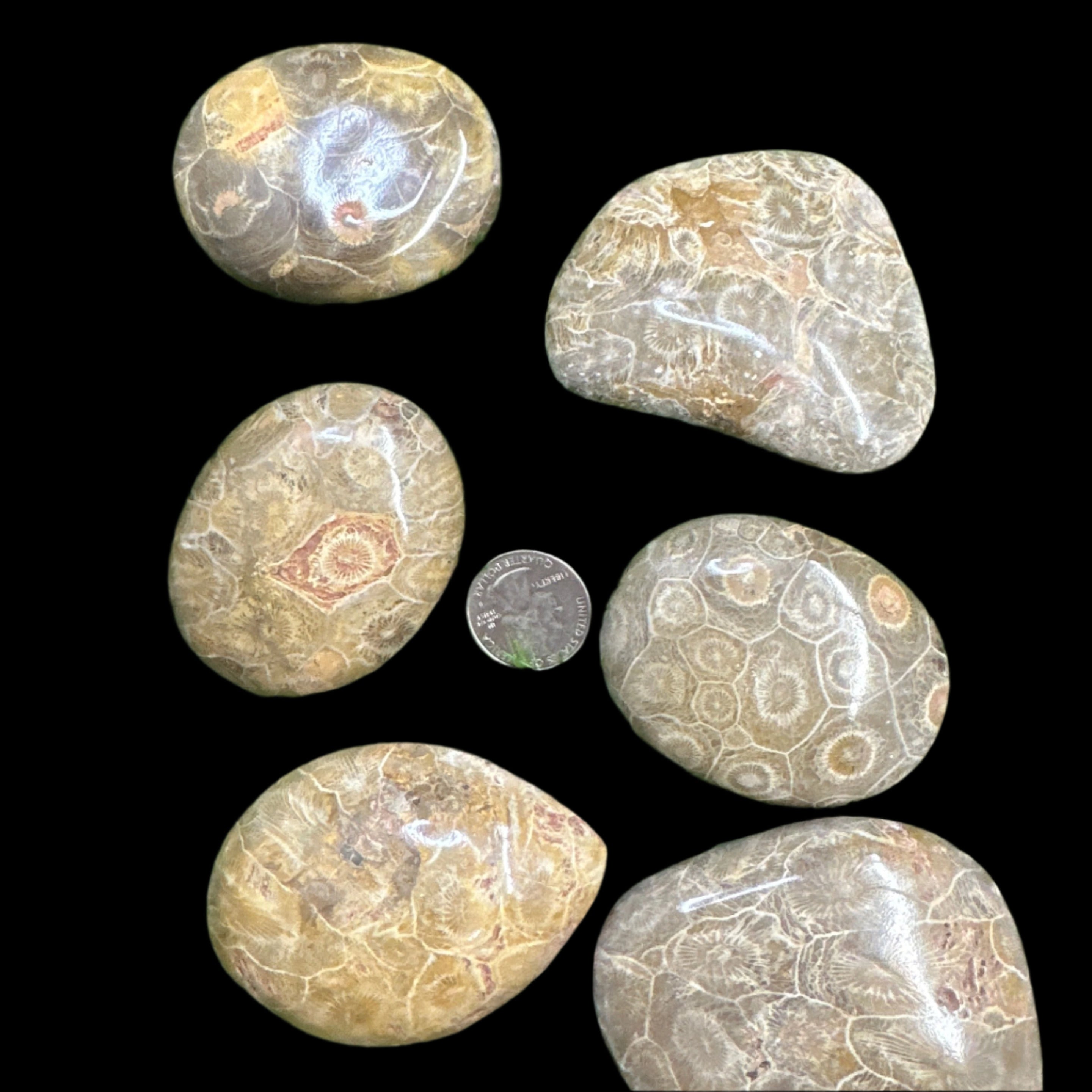 Coral Palm Stone