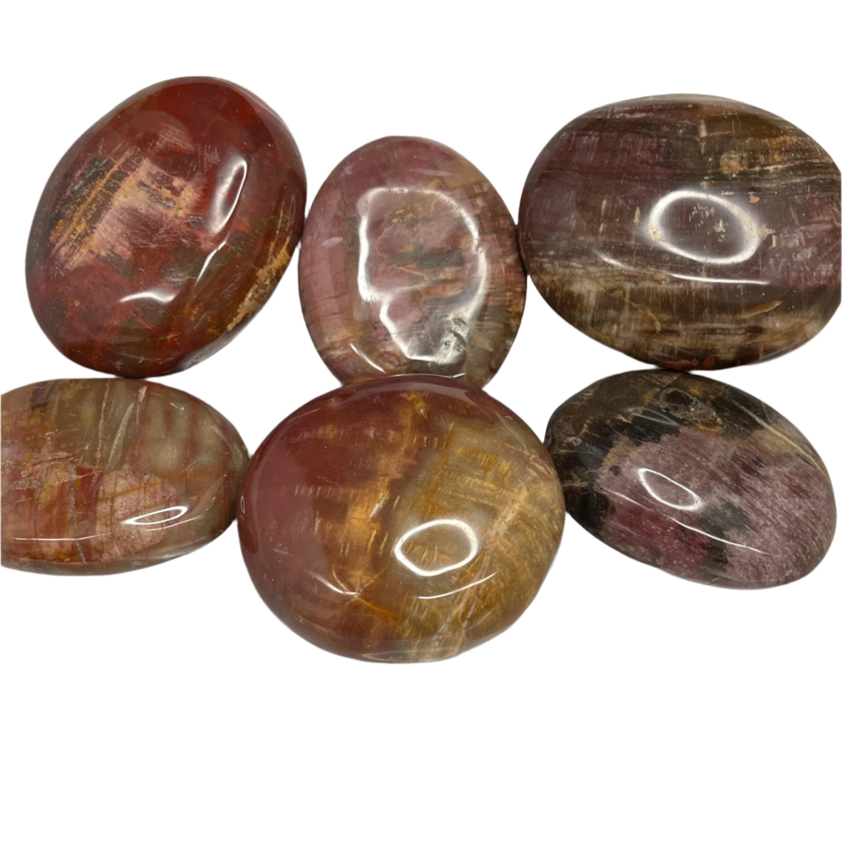 Opalized Wood Palm Stone